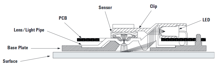 mouse cross section